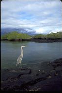 Image of Great Blue Heron