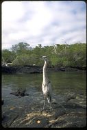 Image of Great Blue Heron