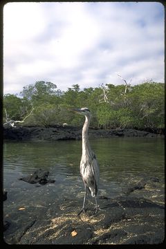 Image of Great Blue Heron