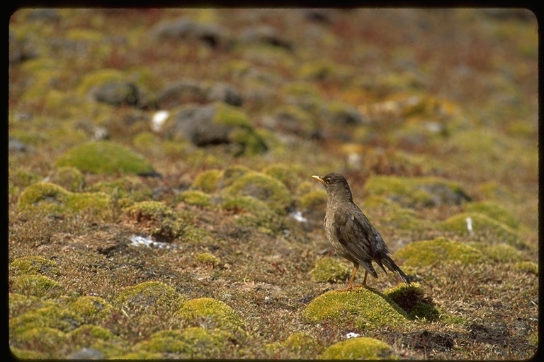 Image of Austral Thrush