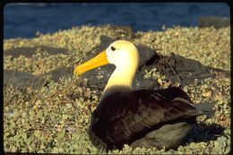 Image of Waved Albatross