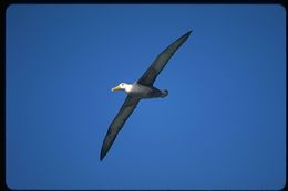 Image of Waved Albatross