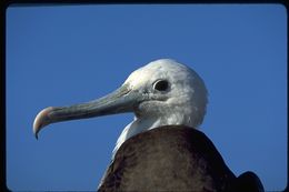 Image of Magnificent Frigatebird