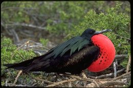 Image of Great Frigatebird