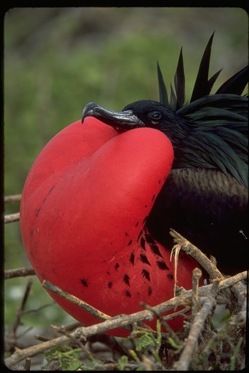 Image of Great Frigatebird