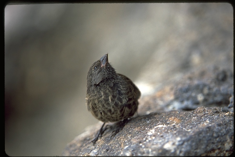 Image of Geospiza difficilis difficilis Sharpe 1888