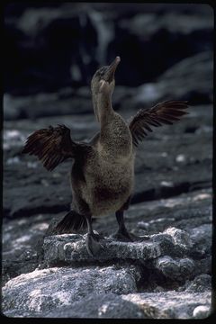 Image of Flightless Cormorant