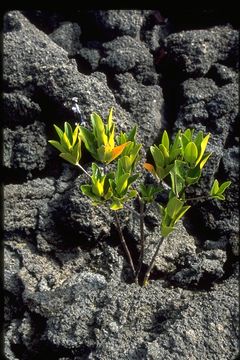 Image of red mangrove