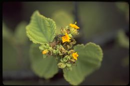 Image of Waltheria ovata Cav.