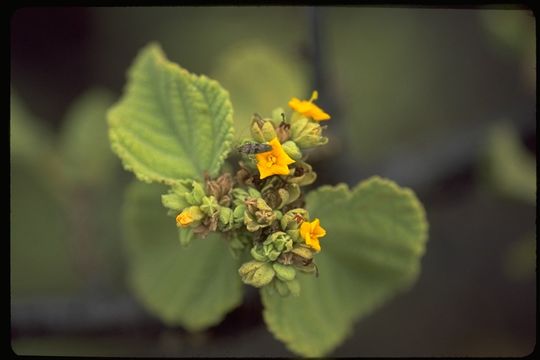 Image of Waltheria ovata Cav.