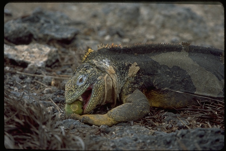 Image of Galapagos Land Iguana