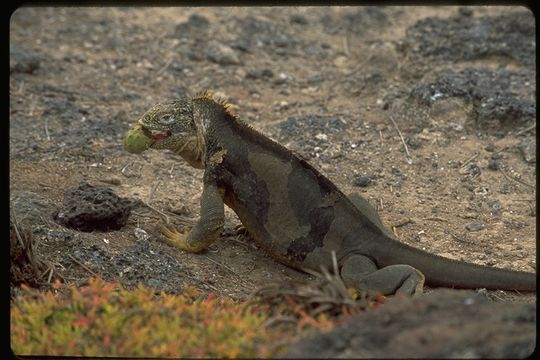 Image of Galapagos Land Iguana