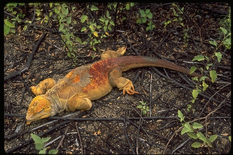 Image of Galapagos Land Iguana