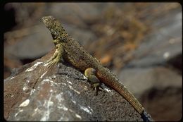 Plancia ëd Microlophus delanonis (Baur 1890)