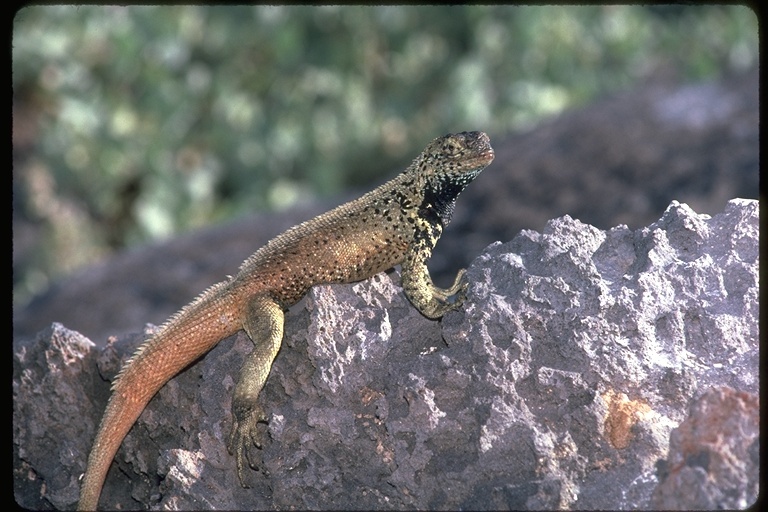 Plancia ëd Microlophus delanonis (Baur 1890)