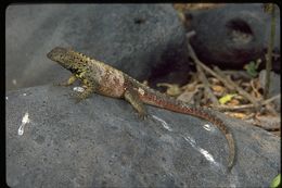 Plancia ëd Microlophus delanonis (Baur 1890)