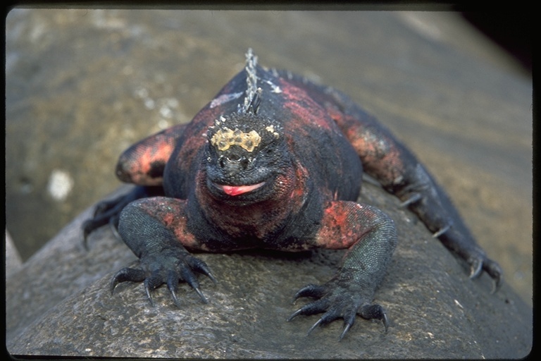 Image of Amblyrhynchus cristatus venustissimus Eibl-eibesfeldt 1956