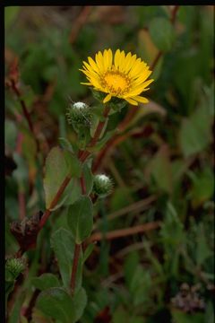 Grindelia hirsutula Hook. & Arn. resmi