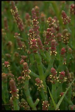 Слика од Salicornia pacifica Standl.