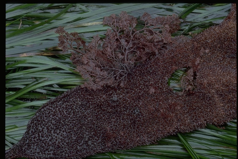 Image of red algae