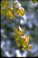 Image of quaking aspen