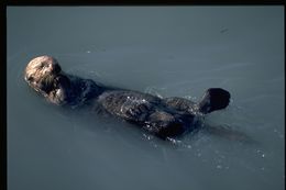 Image of Sea Otter