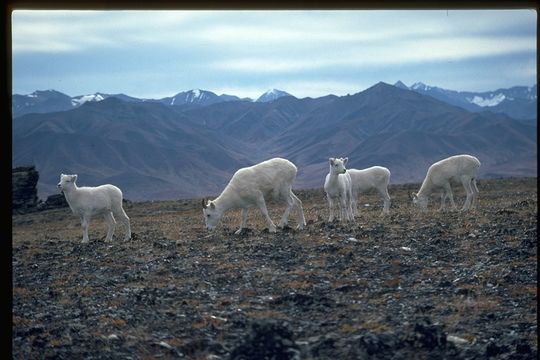 Image of Dall’s Sheep