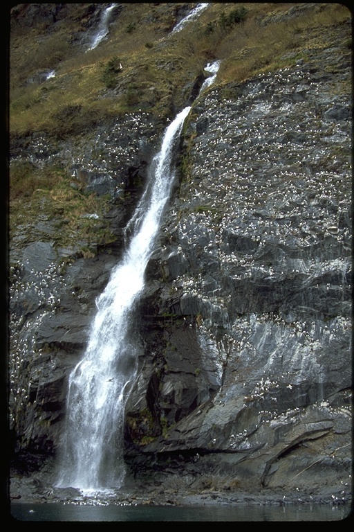 Image of Black-legged Kittiwake