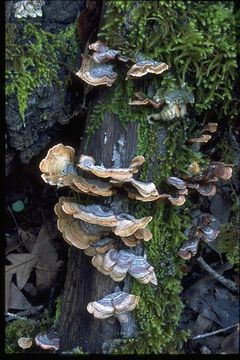 Image of Turkey Tail