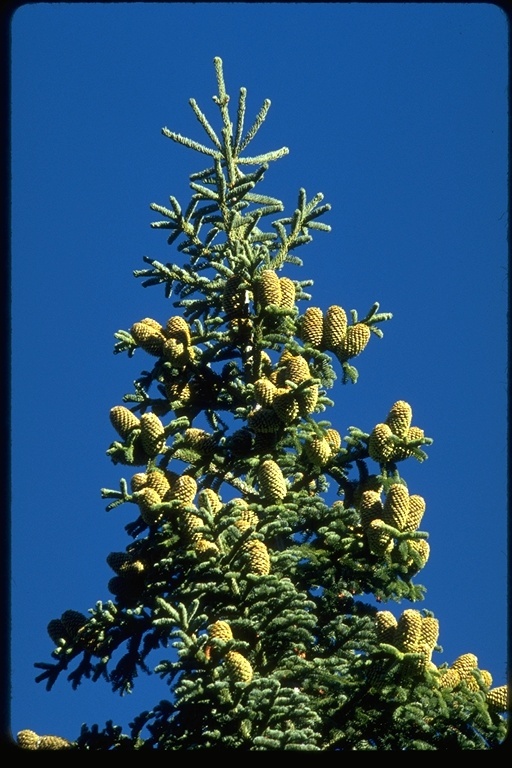 Image of Shasta red fir