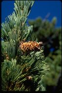 Image of whitebark pine