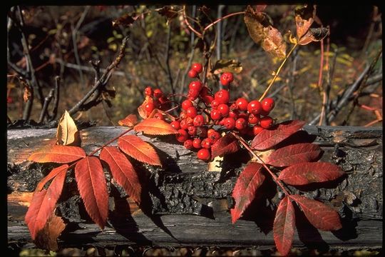 Plancia ëd Sorbus scopulina Greene