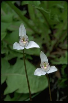 Image of Codonorchis lessonii (d'Urv.) Lindl.