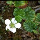 Image of Rubus geoides Sm.