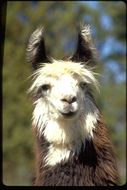 Image of llama