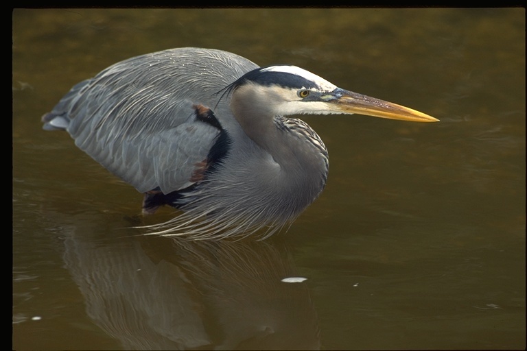 Image of Great Blue Heron