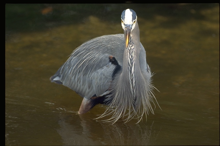 Image of Great Blue Heron