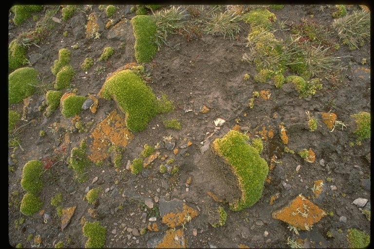 Image of Azorella selago Hook. fil.