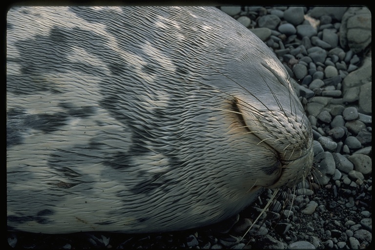 Image of Weddell Seal