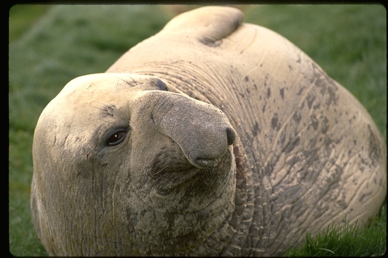 Image of South Atlantic Elephant-seal