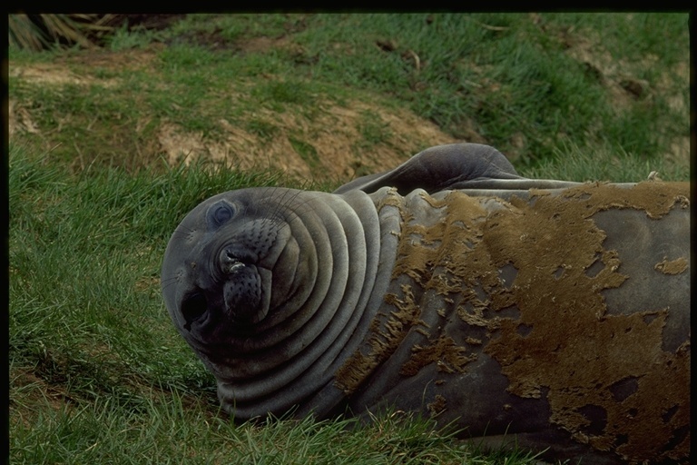 Image of South Atlantic Elephant-seal