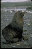 Image of Antarctic Fur Seal