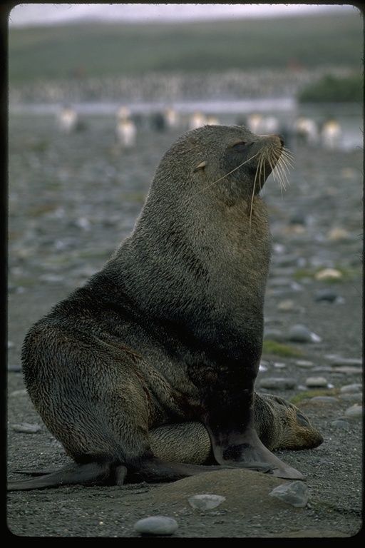 Image of Antarctic Fur Seal