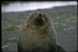 Image of Antarctic Fur Seal