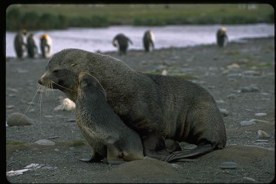 Image of Antarctic Fur Seal