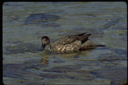 Image of crested duck