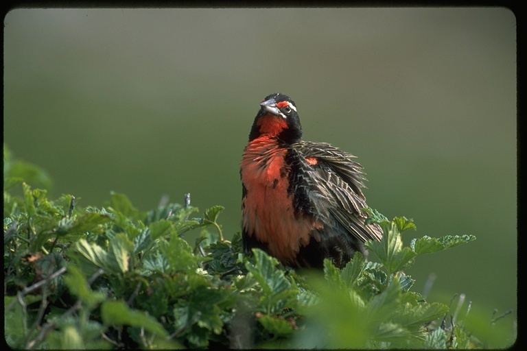 Image of <i>Sturnella loyca</i>