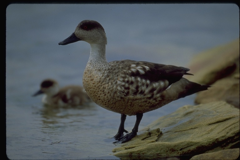 Image of crested duck