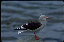 Leucophaeus scoresbii (Traill 1823) resmi