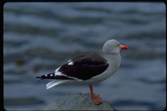 Image of Dolphin Gull